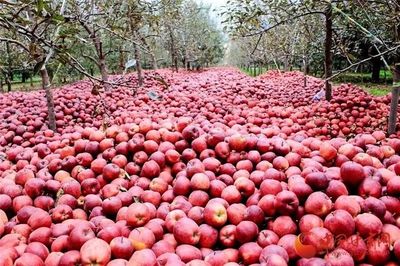 蘭州供銷系統(tǒng)首個農(nóng)產(chǎn)品展示中心正式運營，推動‘甘味’市場新發(fā)展